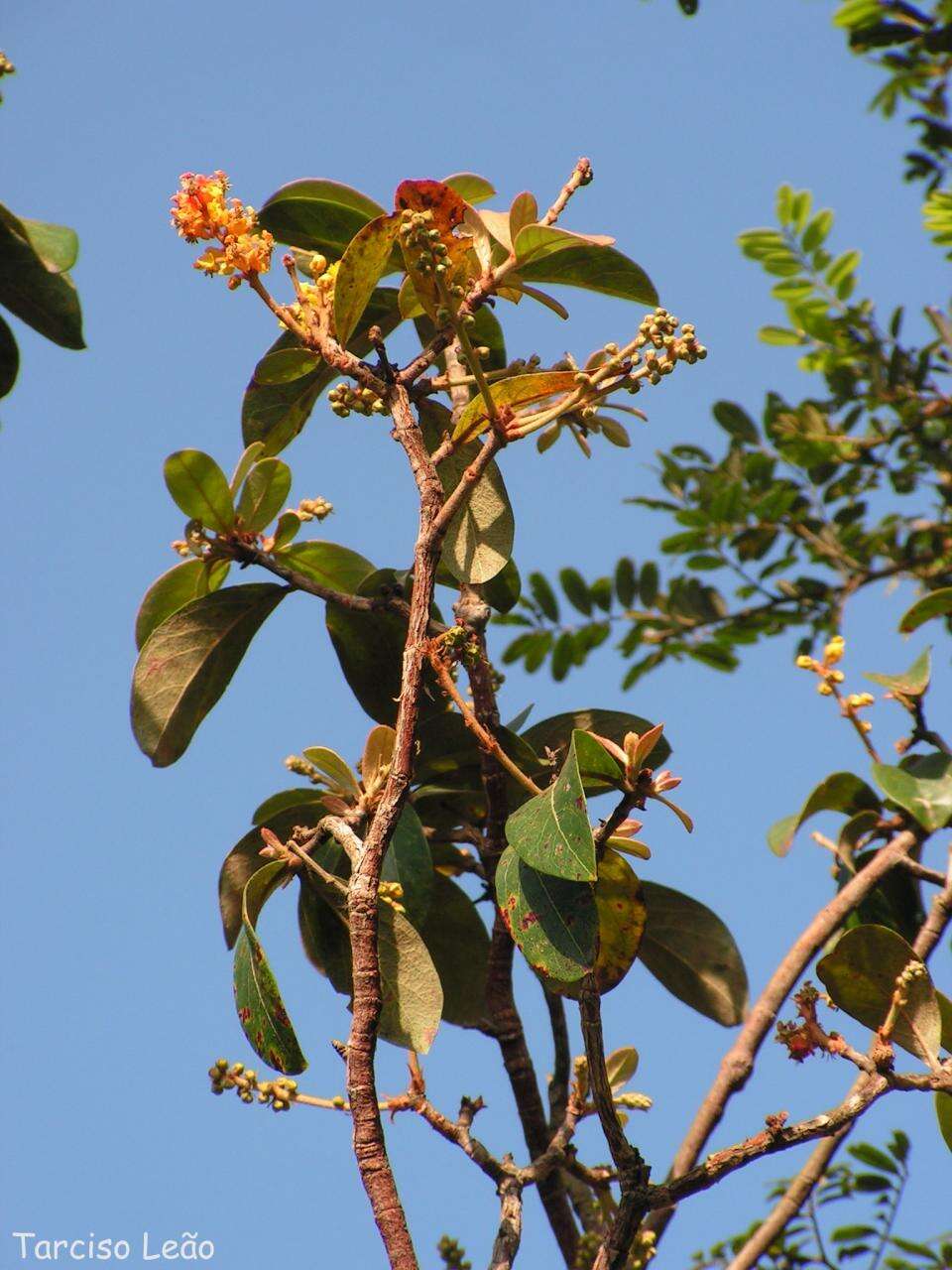 Image of Byrsonima verbascifolia (L.) DC.