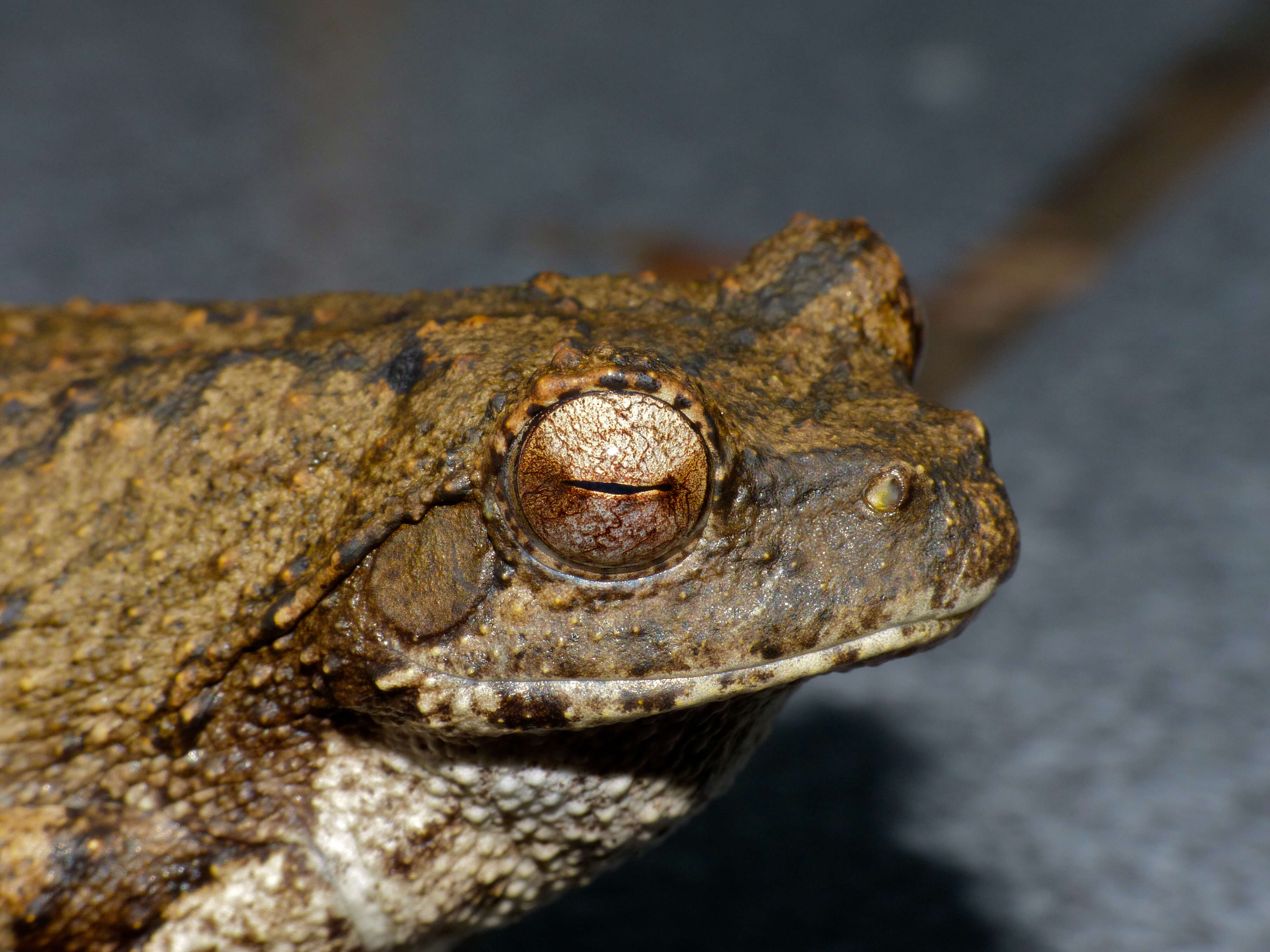 Image of Grey Foam-nest Treefrog