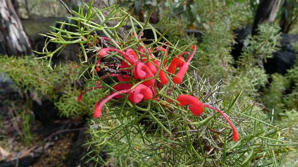 Image of Grevillea wilsonii A. Cunn.