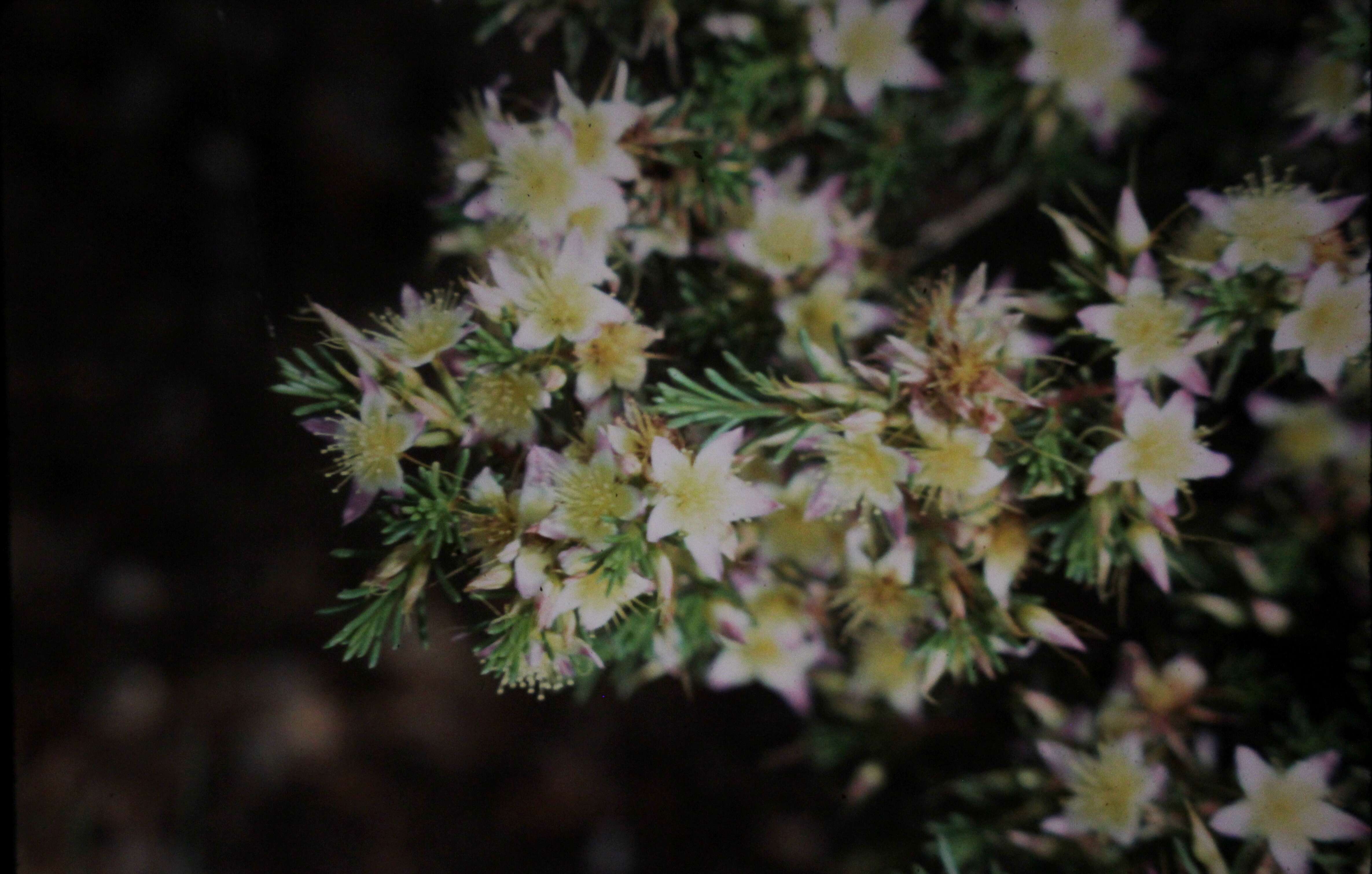 Image of Calytrix