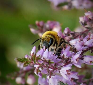 Image of Colletes succinctus (Linnaeus 1758)