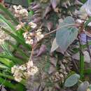 Image of Begonia kuhlmannii Brade