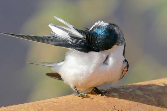Image of White-winged Swallow