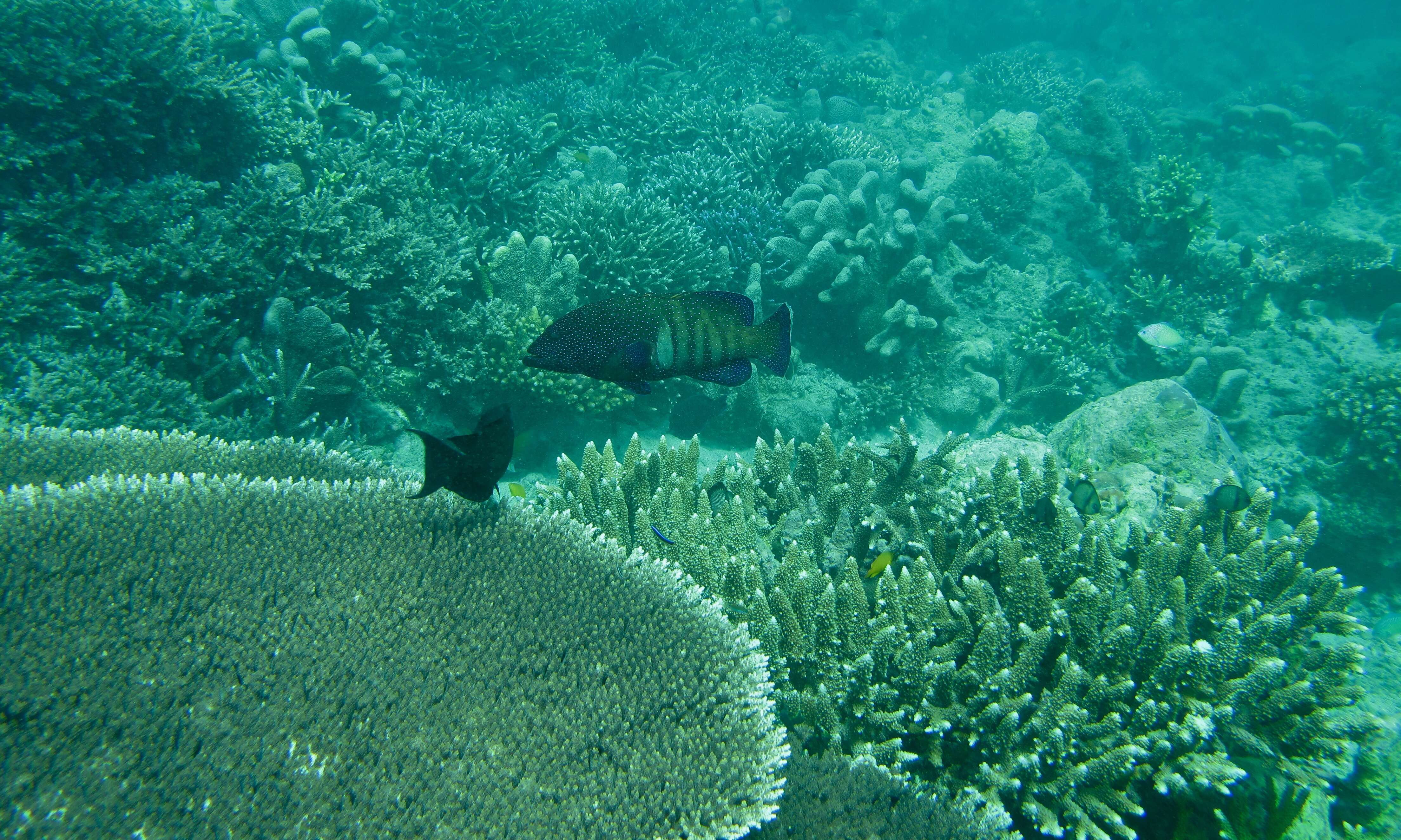 Image of Argus Grouper