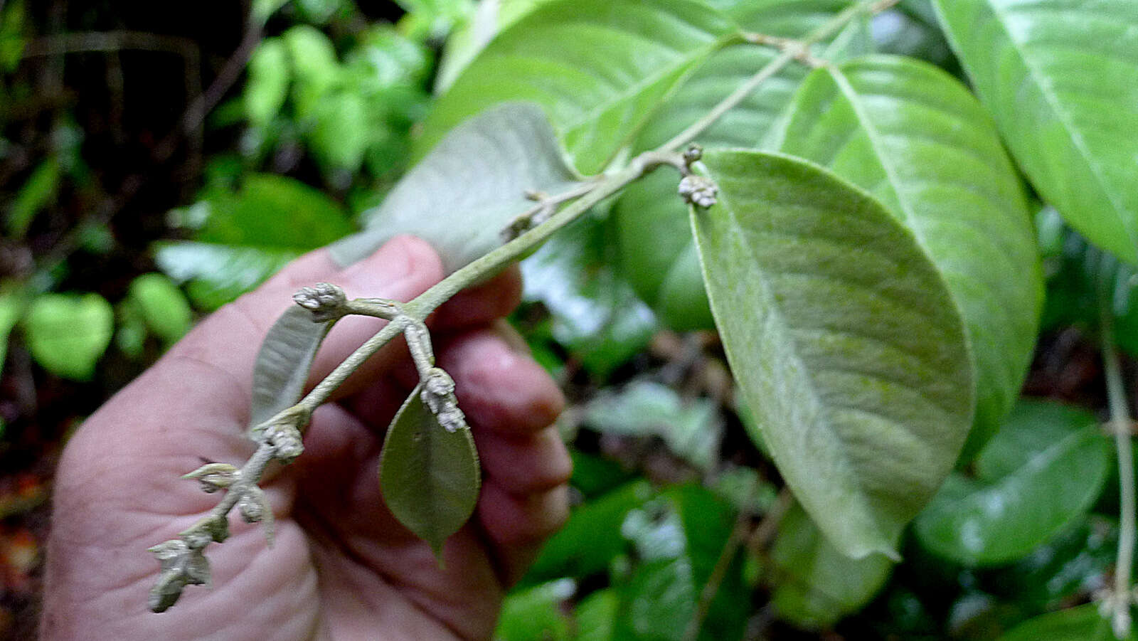 صورة Niedenzuella sericea (A. Juss.) W. R. Anderson