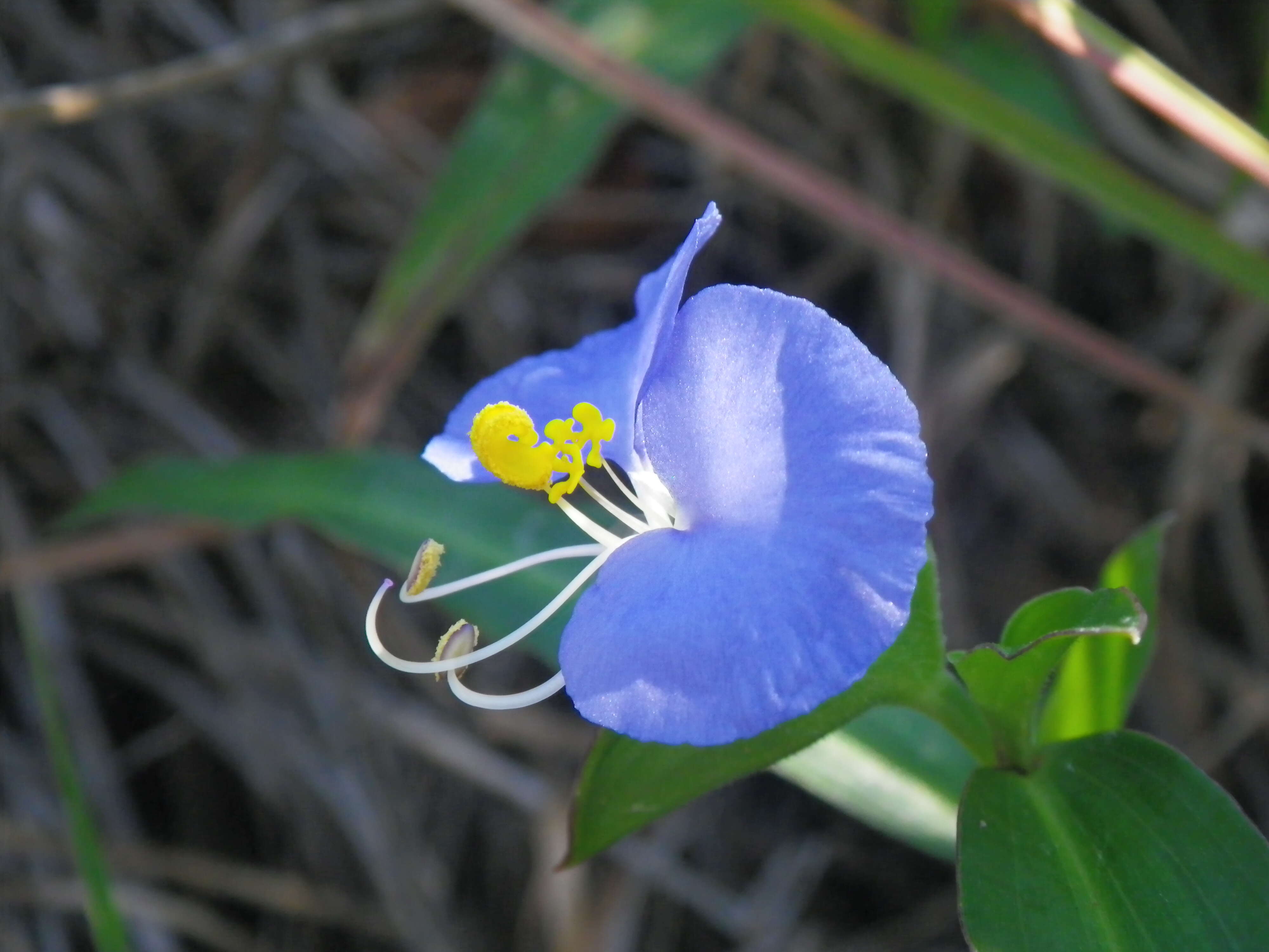 Image of Blousel Blommetjie