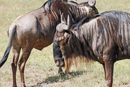 Image of wildebeest