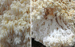 Image of tooth fungi