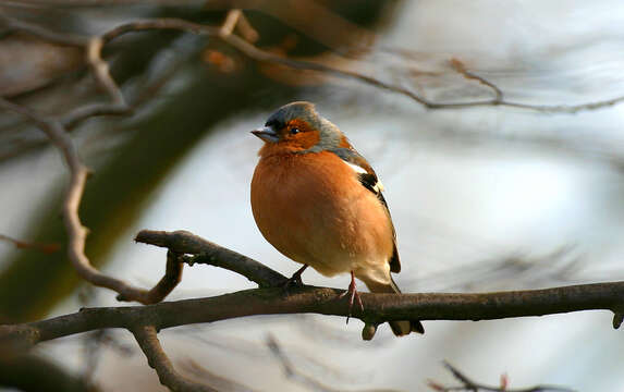 Imagem de Fringilla Linnaeus 1758