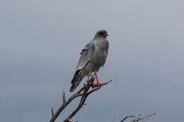 Image of Pale Chanting Goshawk