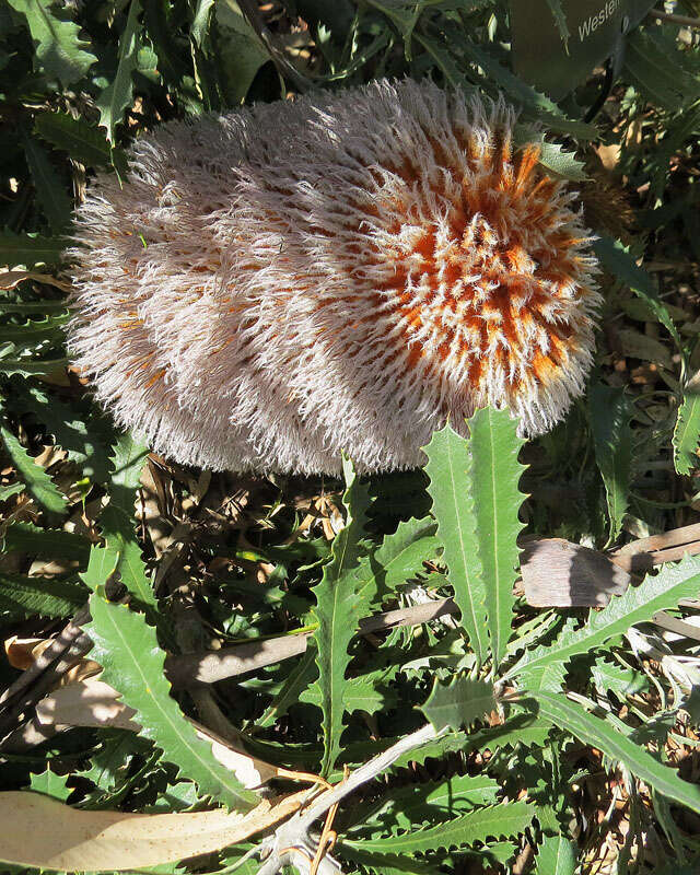 Imagem de Banksia baueri R. Br.