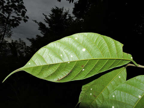 Image of Sorocea pubivena Hemsl.