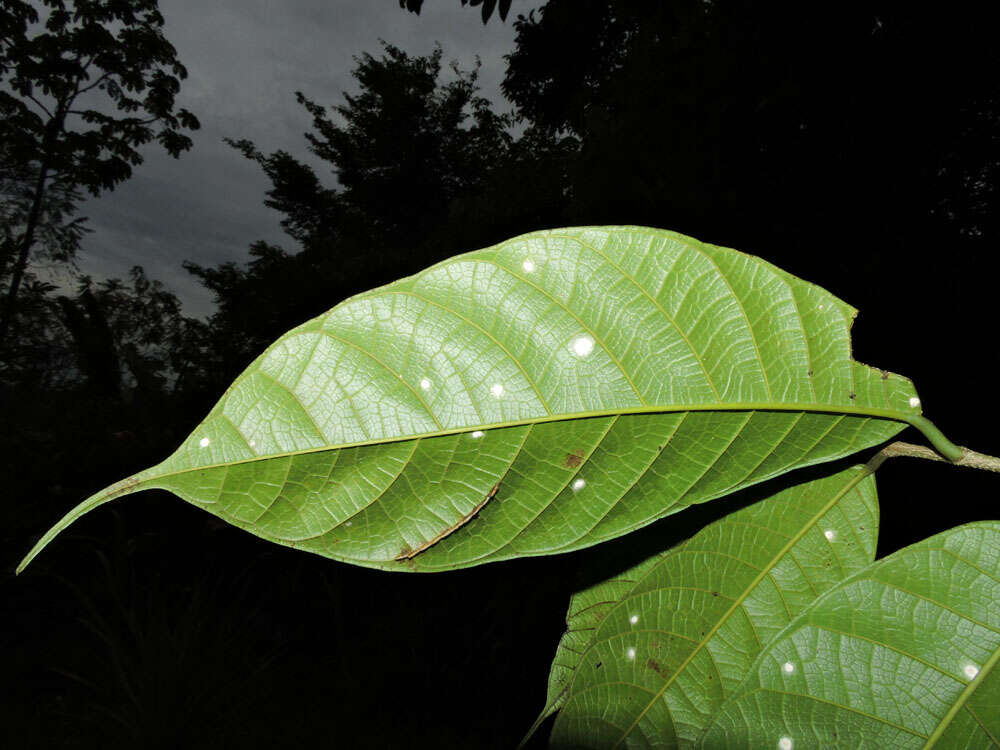 Image of Pubescent Sorocea (tree)