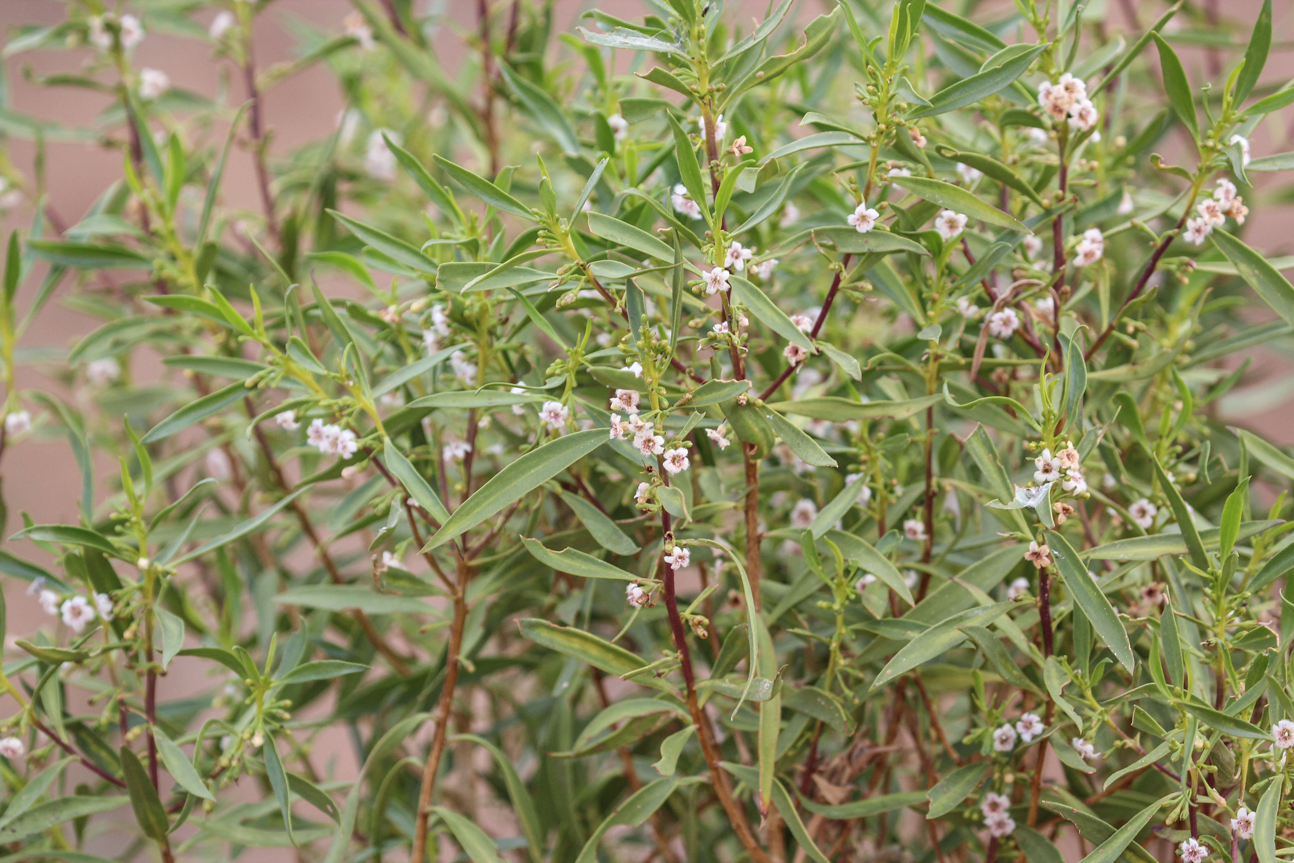 Image of Myoporum tenuifolium G. Forster