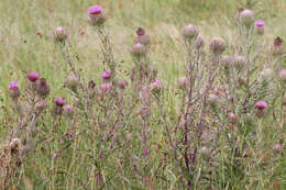 صورة Cirsium horridulum Michx.