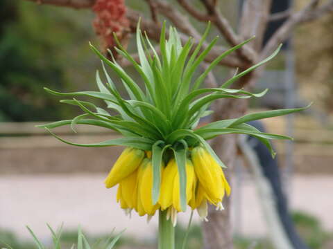 Image of imperial fritillary