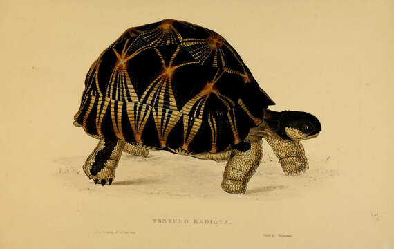 Image of Astrochelys