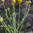 Image of Helenium aromaticum (Hook.) L. H. Bailey