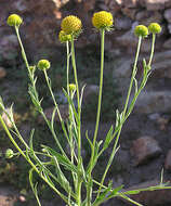 Image of sneezeweed