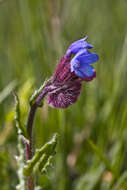 صورة Anchusella cretica (Mill.) M. Bigazzi, E. Nardi & F. Selvi