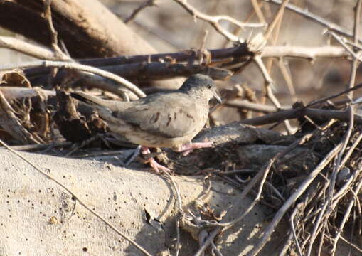 Image of Common Ground Dove