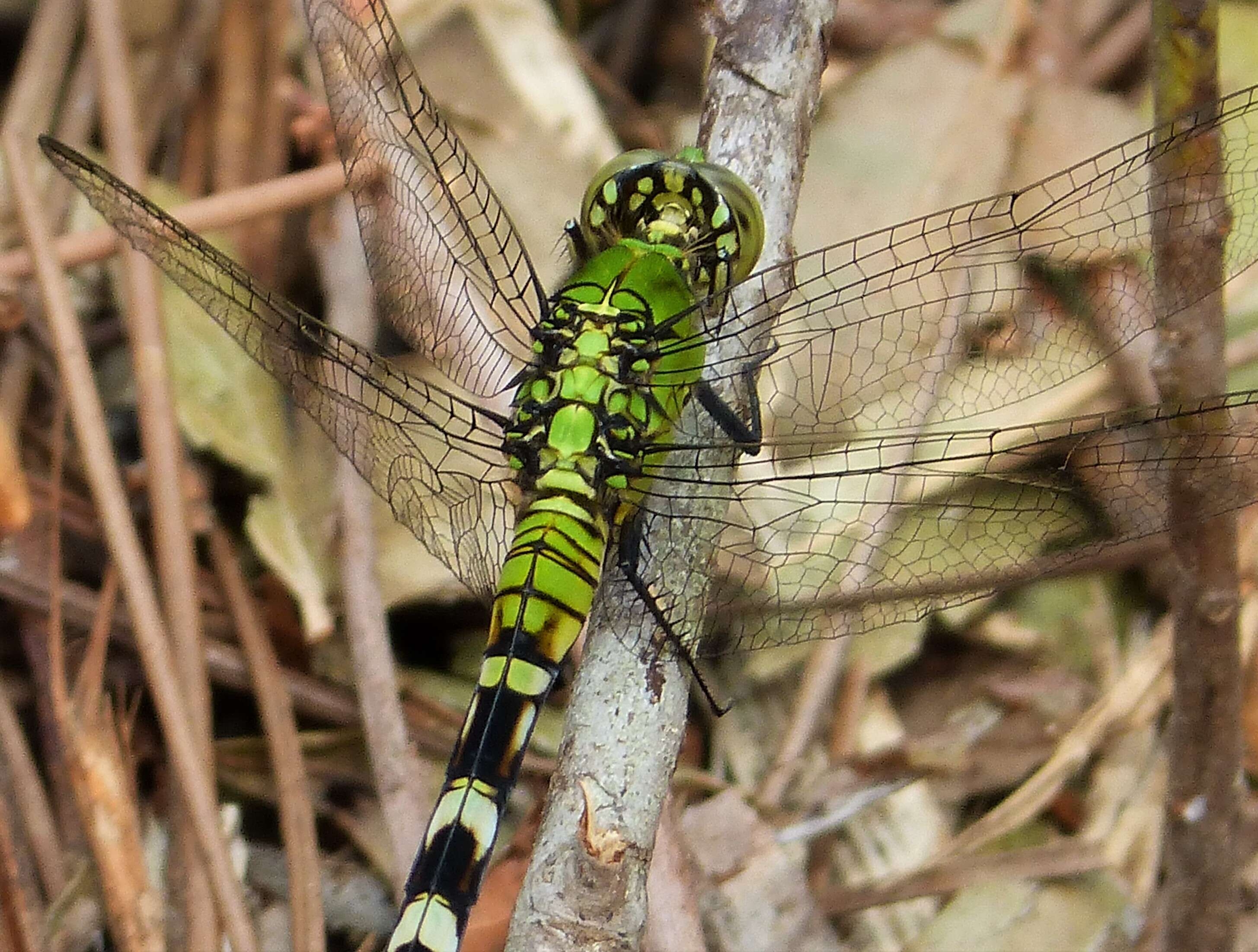 Image of Eastern Pondhawk