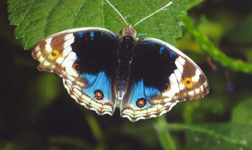 Plancia ëd Junonia orithya Linnaeus 1764