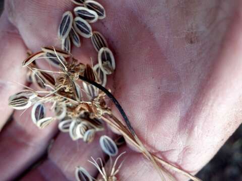 Imagem de Lomatium cous (S. Wats.) Coult. & Rose