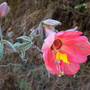 Image of Passiflora trifoliata Cav.