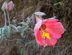 Image of Passiflora trifoliata Cav.
