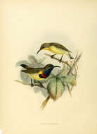 Image of Olive-backed Sunbird