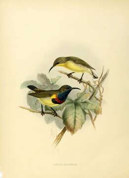 Image of Olive-backed Sunbird