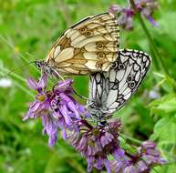 Imagem de Melanargia