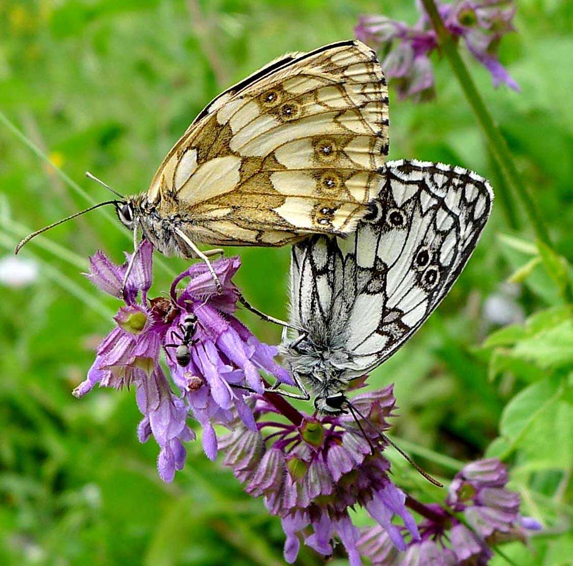 Image of Melanargia