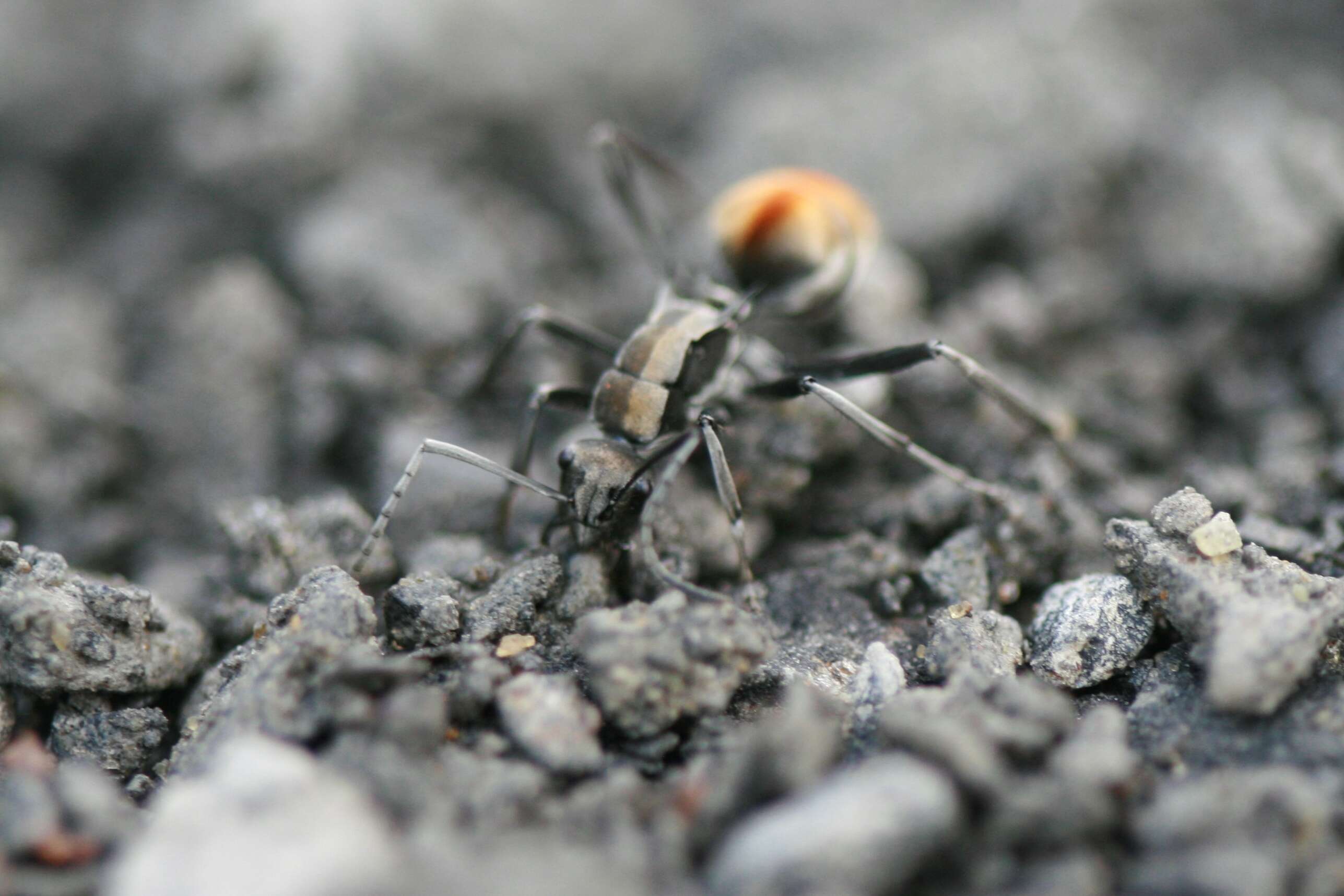 Image de Polyrhachis ammon (Fabricius 1775)