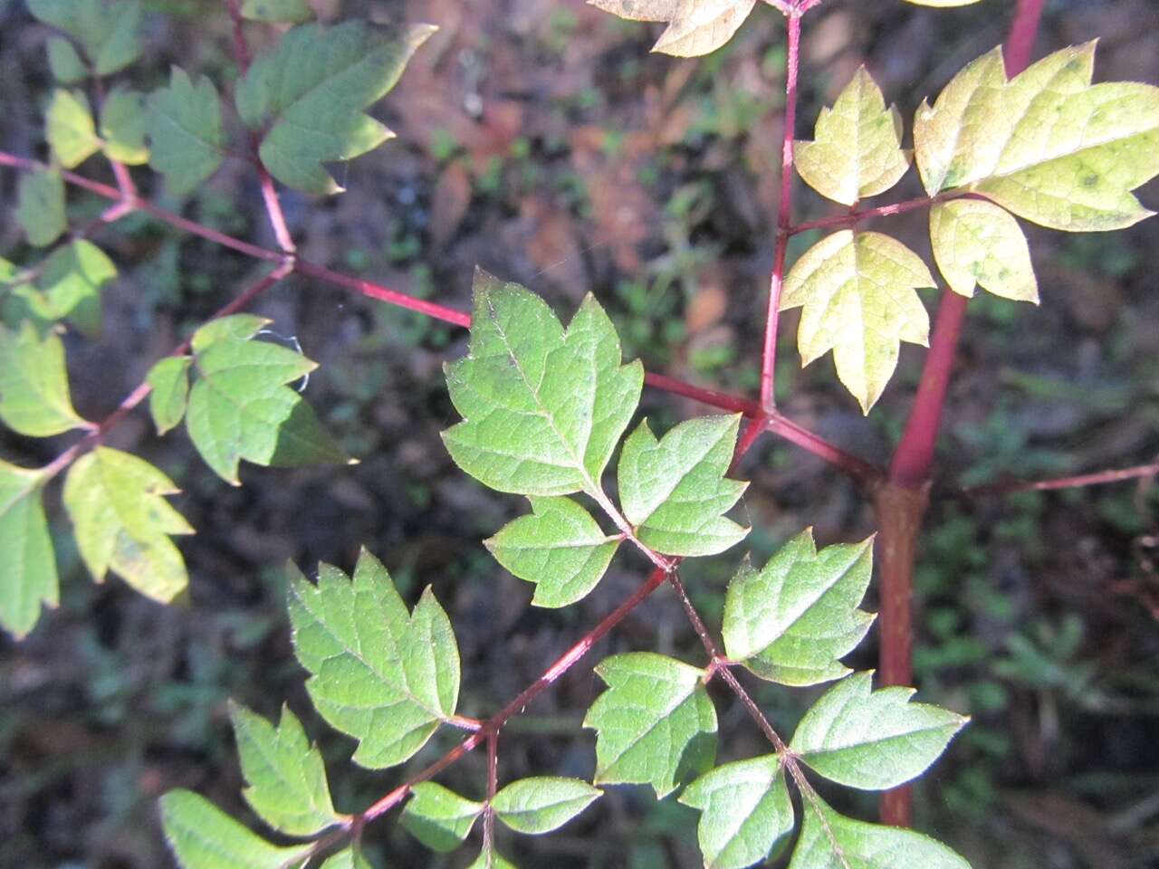 Imagem de Ampelopsis arborea (L.) Koehne