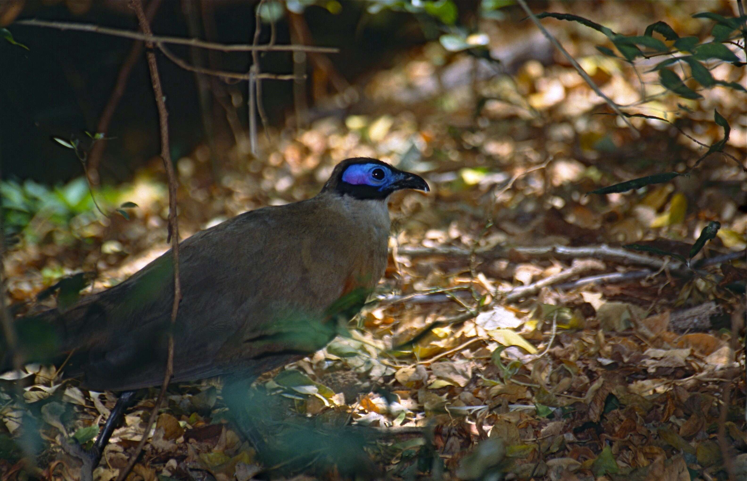 Image of Giant Coua