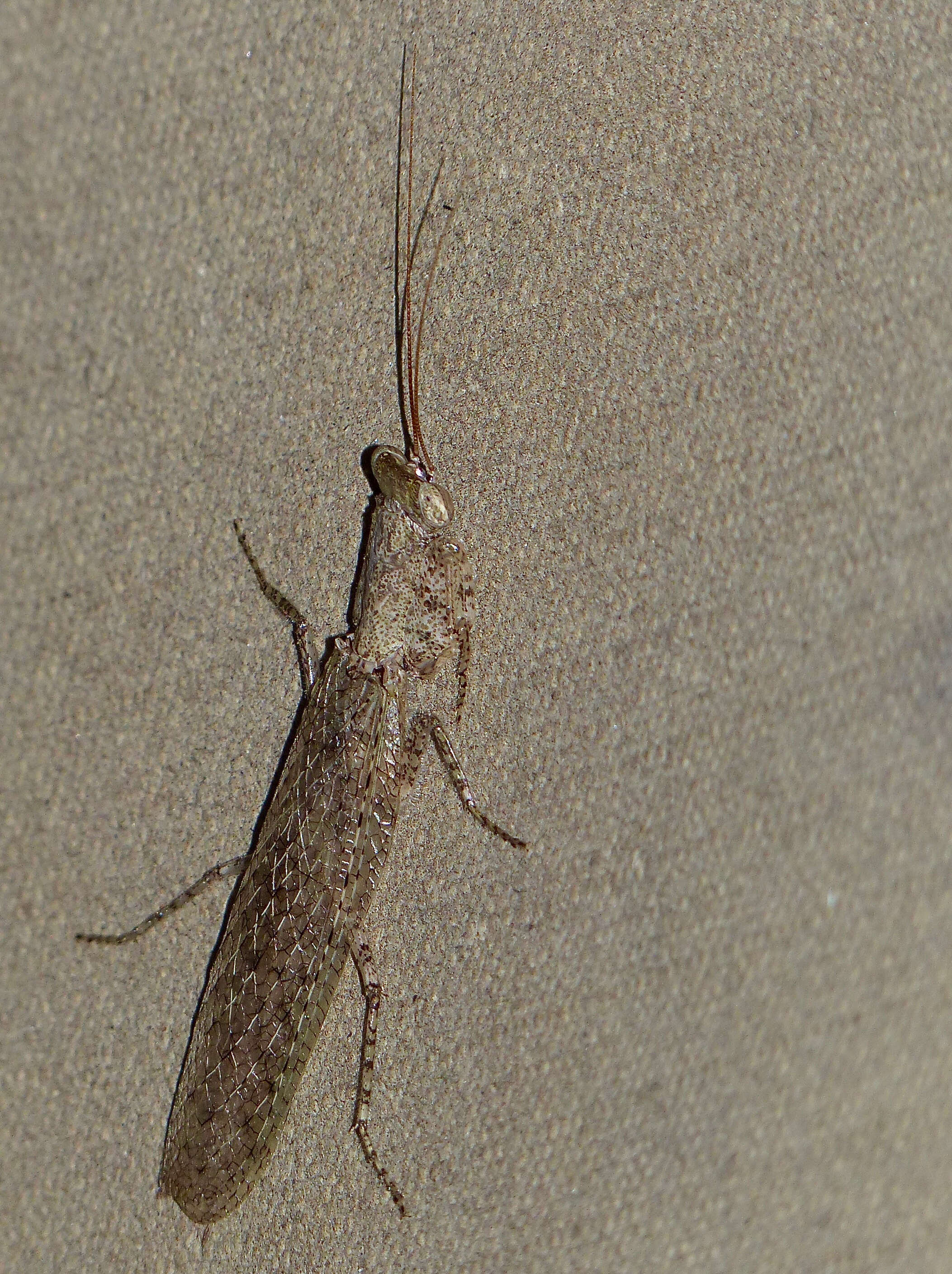 Image of tarachodid mantises