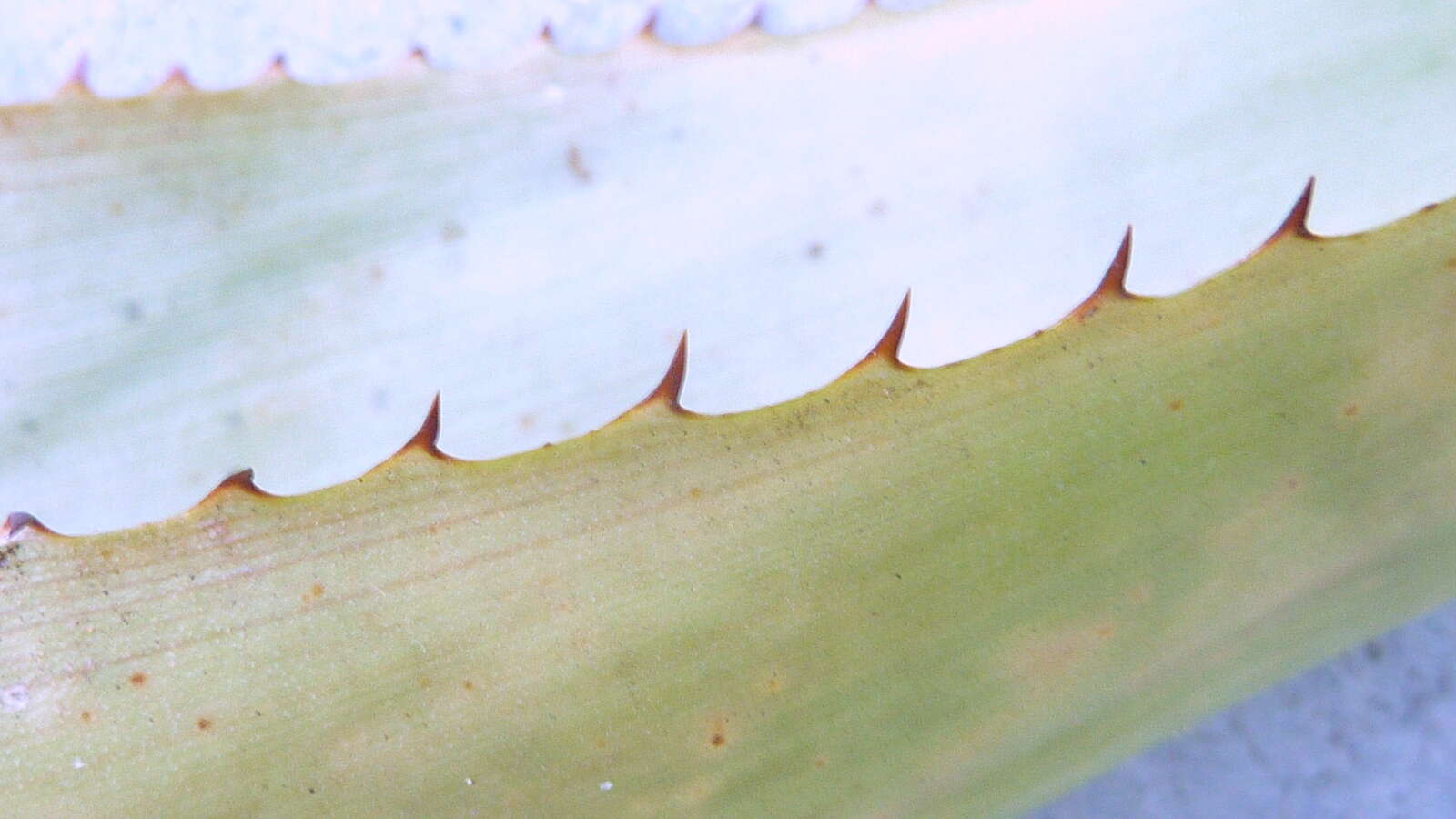 Image of Aechmea marauensis Leme