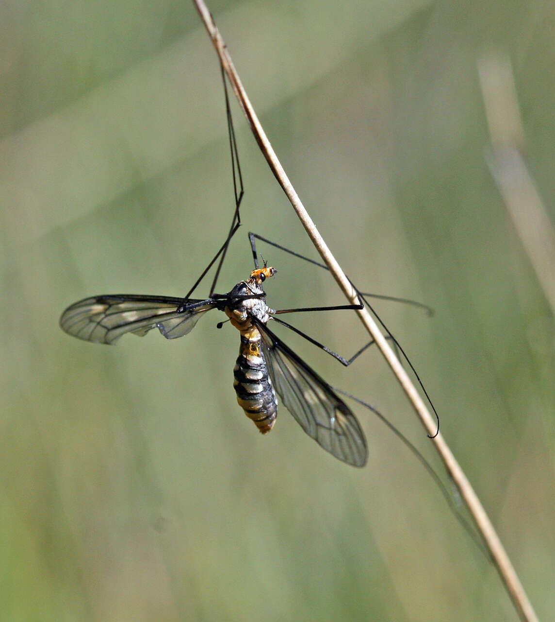 Image of limoniid crane flies