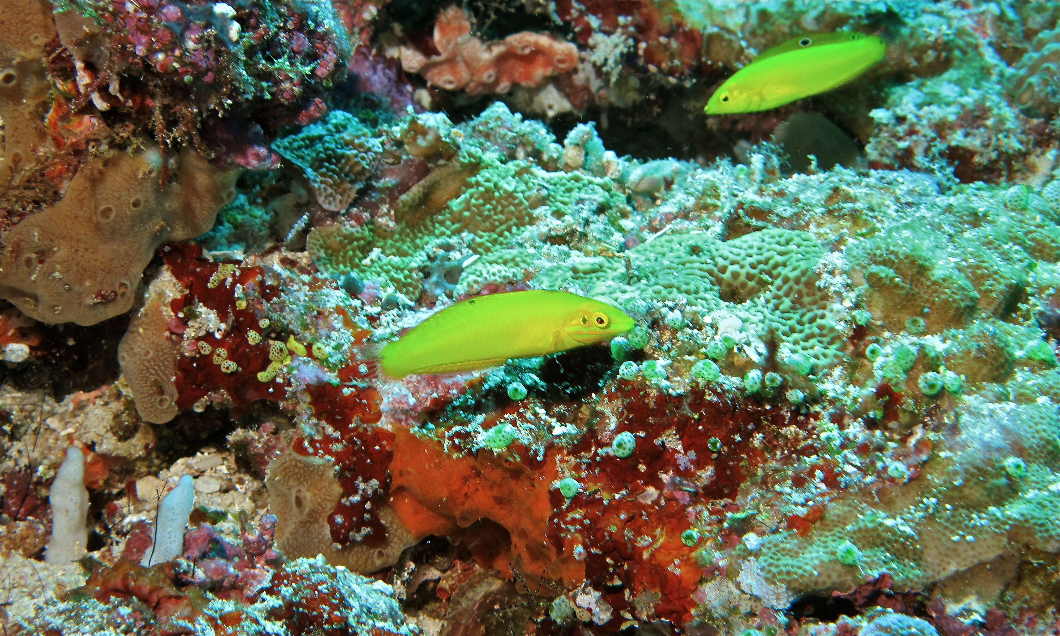 Image of Canary wrasse