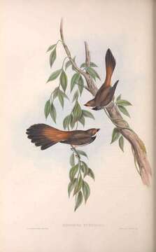 Image of Rufous Fantail