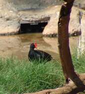 Image of Swamphen