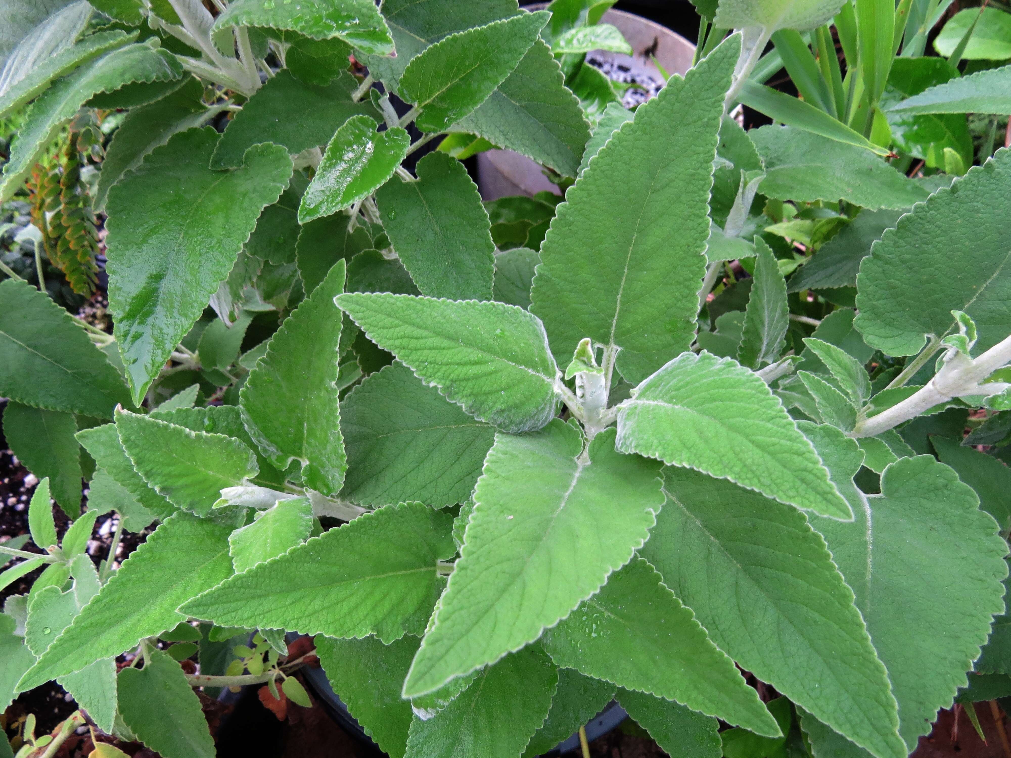 Haplostachys haplostachya (A. Gray) H. St. John的圖片