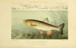 Image of European chub