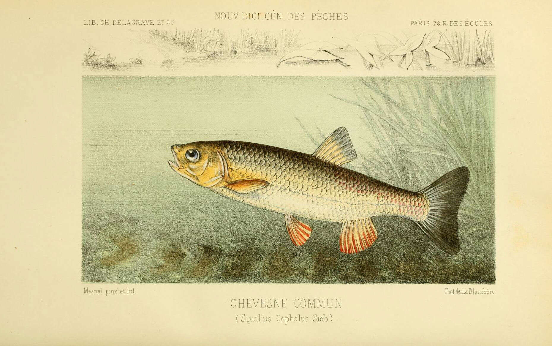 Image of European chub