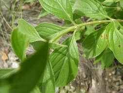 Plancia ëd Bouvardia ternifolia (Cav.) Schltdl.