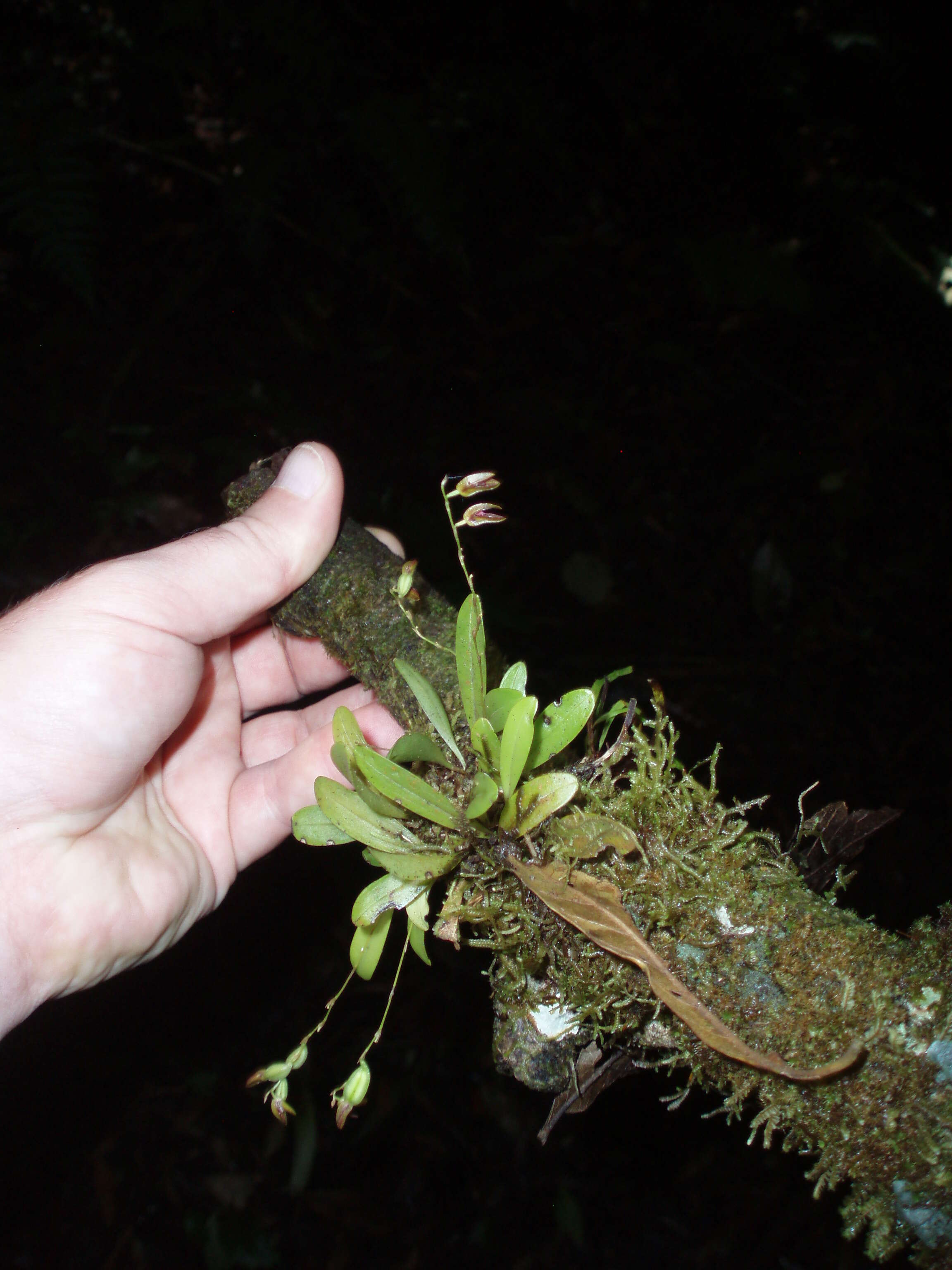 Image of Leach orchids