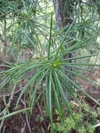 Image of umbrella-pine family