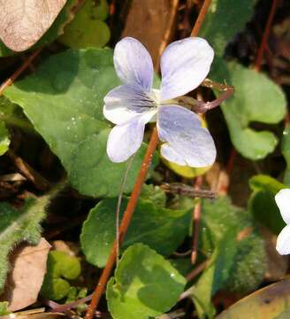 Image of common blue violet